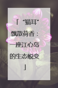 “猫耳”飘散荷香：一座江心岛的生态蜕变