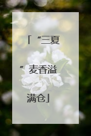 “三夏”麦香溢满仓