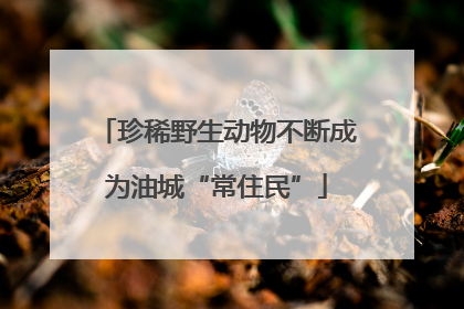 珍稀野生动物不断成为油城“常住民”
