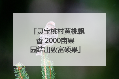 灵宝桃村黄桃飘香 2000亩果园结出致富硕果
