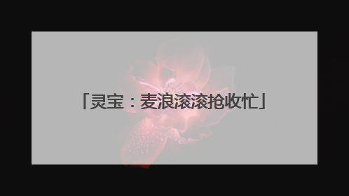 灵宝：麦浪滚滚抢收忙