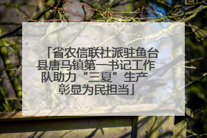 省农信联社派驻鱼台县唐马镇第一书记工作队助力“三夏”生产 彰显为民担当