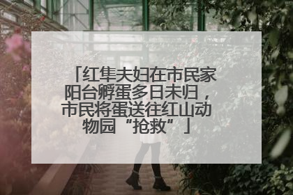 红隼夫妇在市民家阳台孵蛋多日未归，市民将蛋送往红山动物园“抢救”