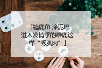 缠鹿角 涂泥巴 进入发情季的雄鹿这样“秀肌肉”