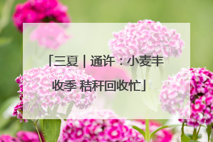 三夏｜通许：小麦丰收季 秸秆回收忙