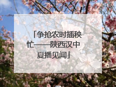 争抢农时插秧忙——陕西汉中夏播见闻