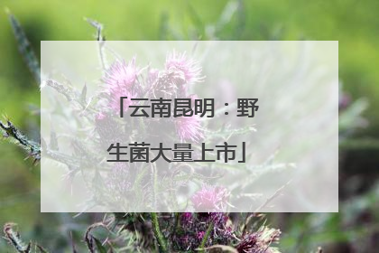 云南昆明：野生菌大量上市