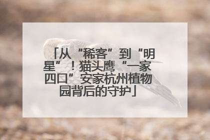 从“稀客”到“明星”！猫头鹰“一家四口”安家杭州植物园背后的守护