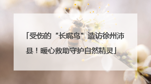 受伤的“长嘴鸟”造访徐州沛县！暖心救助守护自然精灵