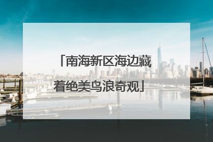 南海新区海边藏着绝美鸟浪奇观
