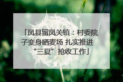 凤县留凤关镇：村委院子变身晒麦场 扎实推进“三夏”抢收工作
