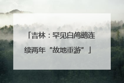 吉林：罕见白鸬鹚连续两年“故地重游”