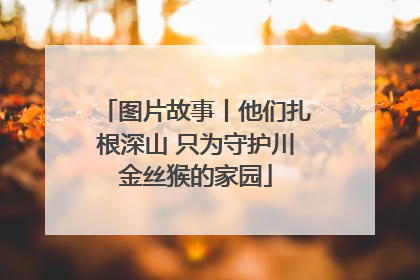 图片故事丨他们扎根深山 只为守护川金丝猴的家园
