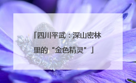 四川平武：深山密林里的“金色精灵”