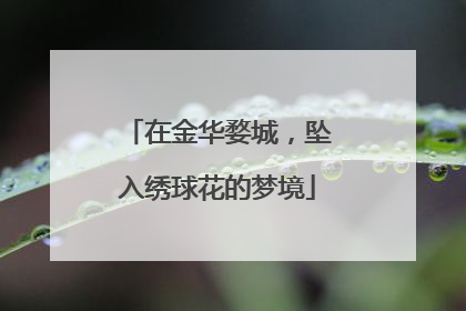 在金华婺城，坠入绣球花的梦境