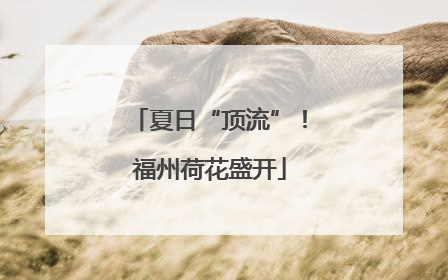 夏日“顶流”！福州荷花盛开