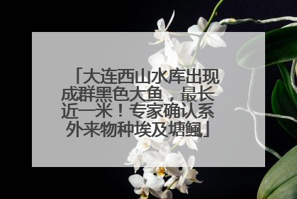 大连西山水库出现成群黑色大鱼，最长近一米！专家确认系外来物种埃及塘鲺