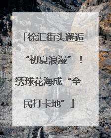徐汇街头邂逅“初夏浪漫”！绣球花海成“全民打卡地”