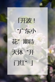 开波！“广东小花”期待天体“开门红”