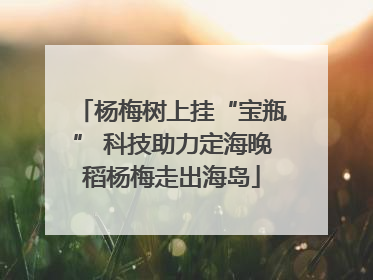 杨梅树上挂“宝瓶” 科技助力定海晚稻杨梅走出海岛