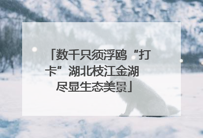 数千只须浮鸥“打卡”湖北枝江金湖 尽显生态美景