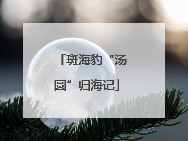 斑海豹“汤圆”归海记