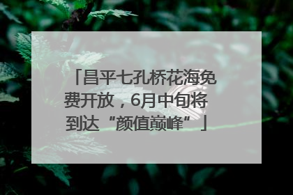 昌平七孔桥花海免费开放，6月中旬将到达“颜值巅峰”