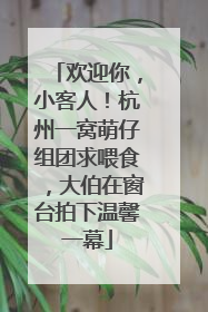 欢迎你，小客人！杭州一窝萌仔组团求喂食，大伯在窗台拍下温馨一幕