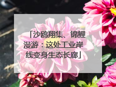 沙鸥翔集、锦鲤漫游：这处工业岸线变身生态长廊
