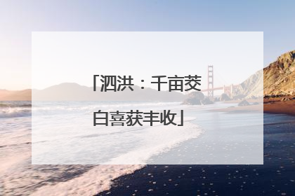 泗洪：千亩茭白喜获丰收