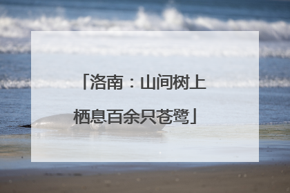 洛南：山间树上栖息百余只苍鹭