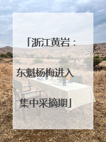 浙江黄岩：东魁杨梅进入集中采摘期