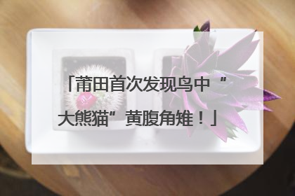 莆田首次发现鸟中“大熊猫”黄腹角雉！