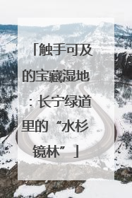 触手可及的宝藏湿地：长宁绿道里的“水杉镜林”