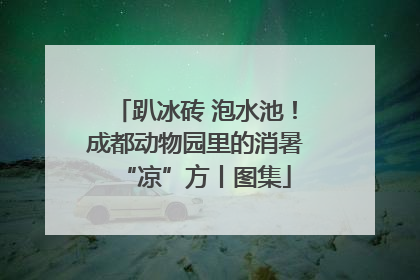 趴冰砖 泡水池！成都动物园里的消暑“凉”方丨图集
