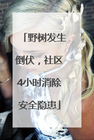 野树发生倒伏，社区4小时消除安全隐患