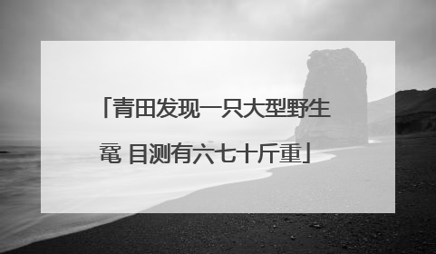 青田发现一只大型野生鼋 目测有六七十斤重
