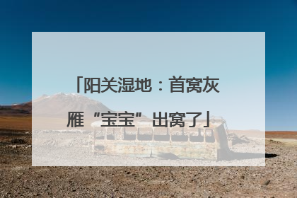 阳关湿地：首窝灰雁“宝宝”出窝了