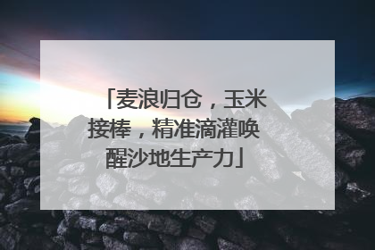 麦浪归仓，玉米接棒，精准滴灌唤醒沙地生产力