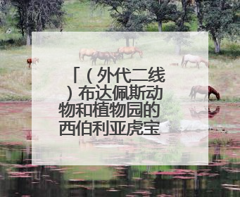 （外代二线）布达佩斯动物和植物园的西伯利亚虎宝宝（2）