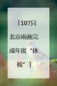 107只北京雨燕完成年度“体检”